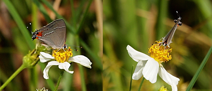 [Two images spliced together of different views of the same butterfly. On the left is a right-side view while the view on the right is a head on image. This butterfly is mostly gray with two sets of white and black striping. At the rear are two orange sections and two extensions that give the appearance of being tails. The 'tails' are black with white tips. The legs and antennas are black and white stripes. In the head on view, the wings are together above the body and the tips of the 'tails' are two white dots appearing to float in the sky.]